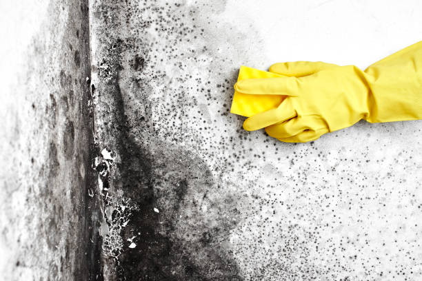 Best Commercial Mold Removal  in Twisp, WA