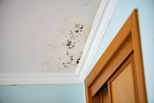 Best Best Mold Removal Companies  in Twisp, WA