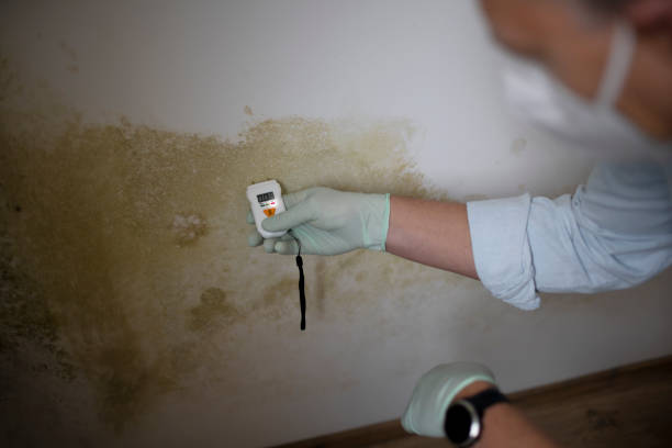 Mold Testing and Removal in Twisp, WA