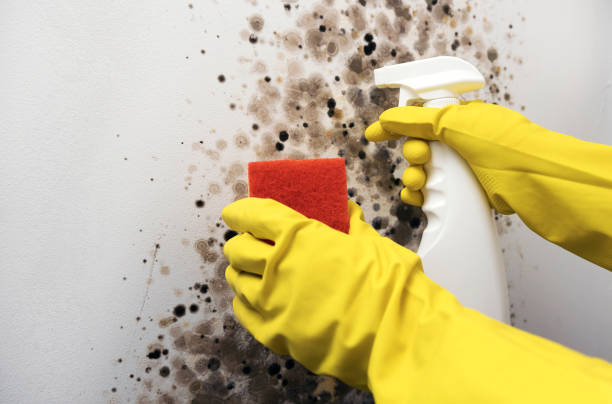 Best Office Mold Removal Services  in Twisp, WA