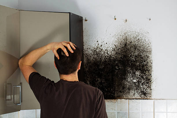 Best Mold Testing and Removal  in Twisp, WA