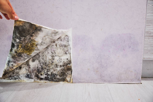 Best Black Mold Removal  in Twisp, WA